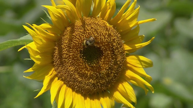 蜜蜂喂向日葵视频下载