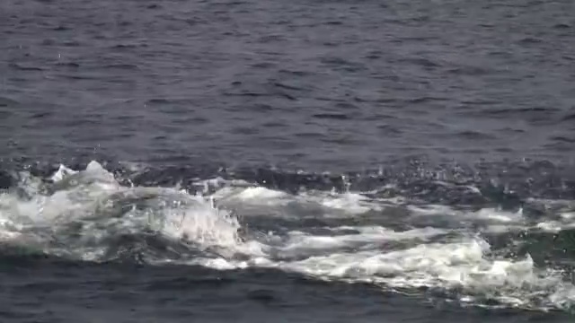 Whale hits surface of ocean with its fluke in Tonga视频素材