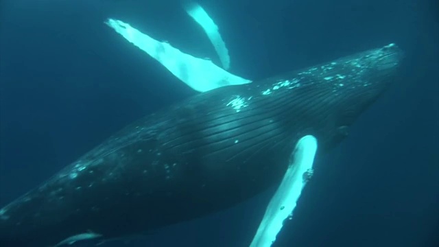 Whales swimming close to surface of water in Tonga视频素材