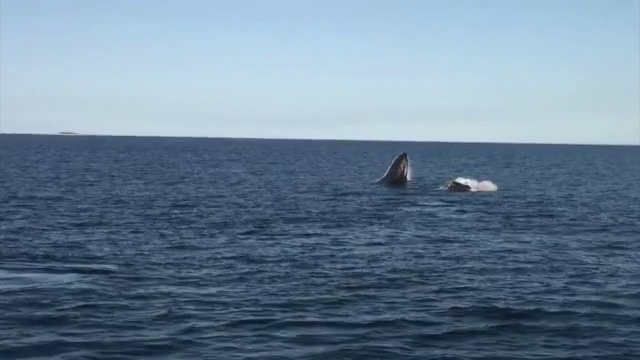 A whale breaching out of ocean in Tonga视频素材