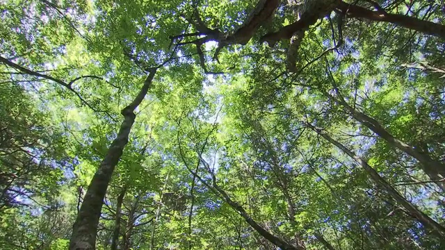 日本青木原的树海视频购买