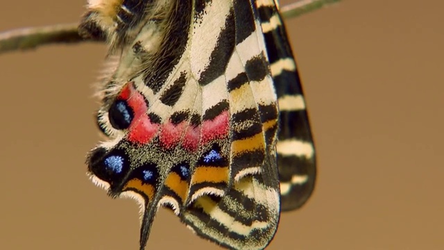 美丽的蝴蝶舞动着翅膀视频下载