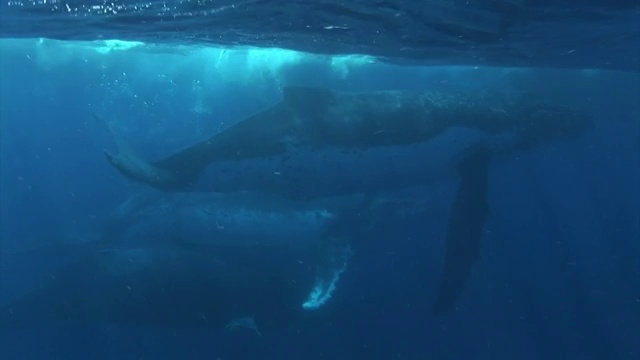 Whales swimming close to surface of water in Tonga视频素材