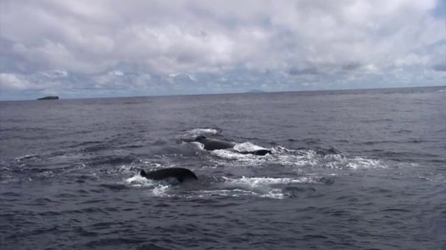 Whales blowing water in Tonga视频素材