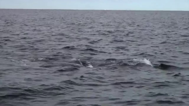 在汤加，鲸鱼用它的吸虫撞击海洋表面视频素材