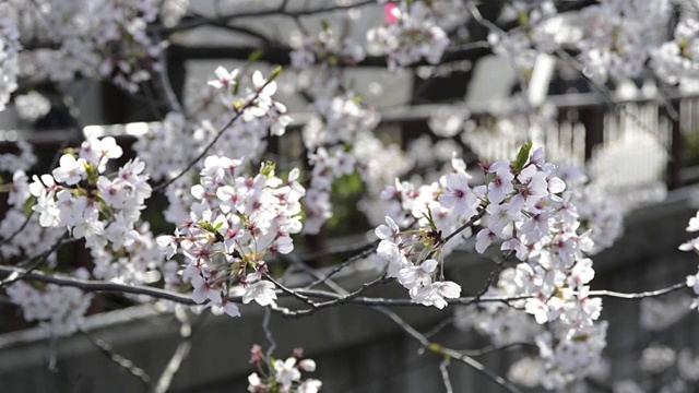 日本东京目黑江的樱花盛开视频素材