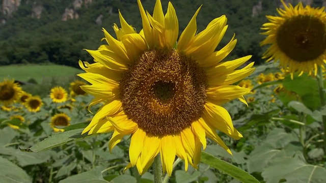 蜜蜂喂向日葵视频下载