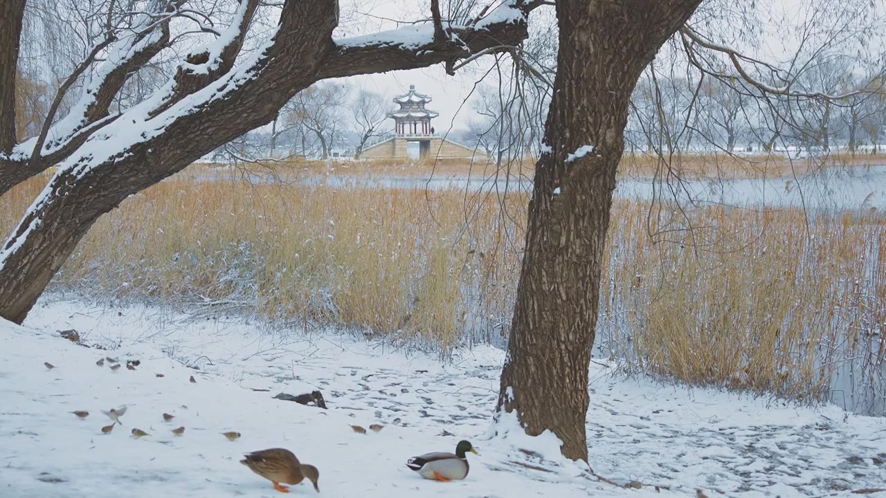 升格拍摄北京颐和园冬季雪景视频下载