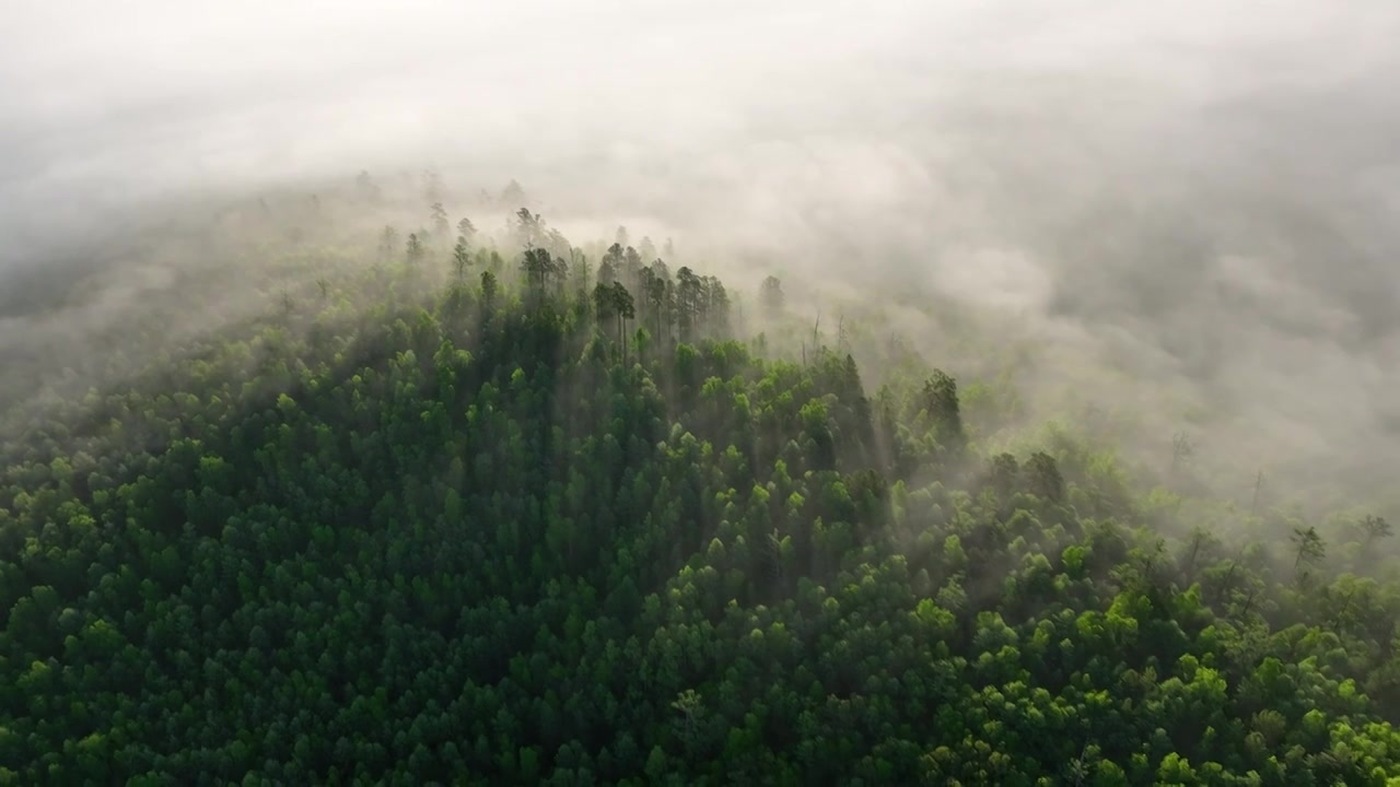 云雾迷漫的阳光绿色松林视频下载