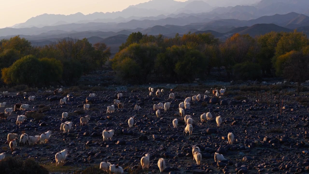 夕阳下的羊群视频素材