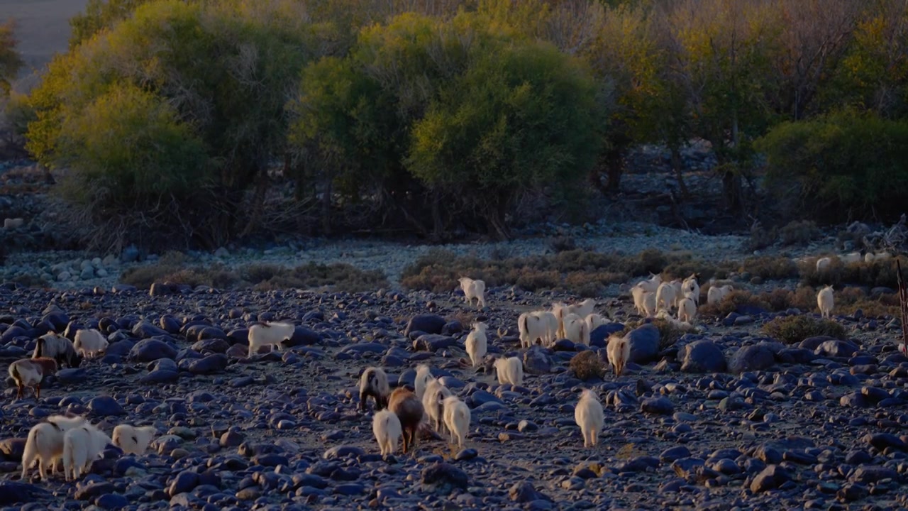 夕阳下的羊群视频素材