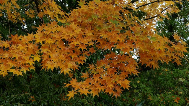 秋日枫叶，箱根，神奈川，日本视频素材