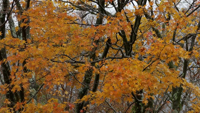 秋天的枫叶和树，箱根，神奈川，日本视频素材