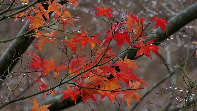 秋日枫叶，箱根，神奈川，日本视频素材