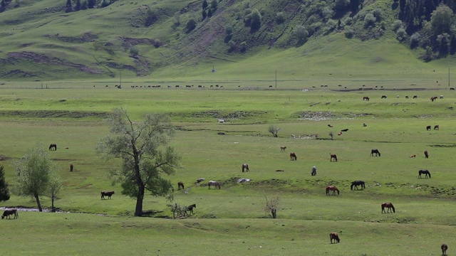 新疆草原上的牲畜视频素材
