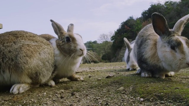 大久之岛的兔子视频下载