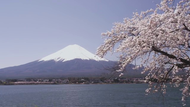 富士山和樱花视频素材