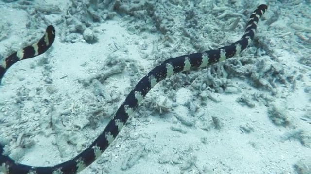 在日本冲绳石垣岛游泳的海蛇视频素材