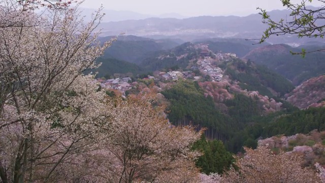 吉野山的樱花树视频素材