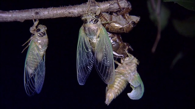 Cicada emerging视频下载