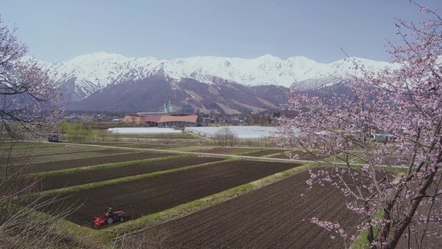 Hakuba mountain range and cherry blossoms视频素材