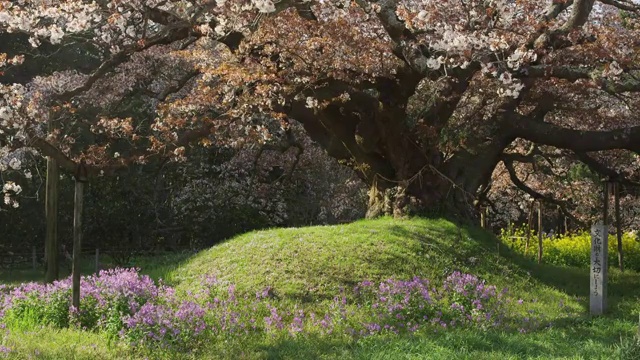 吉田的大樱桃树视频素材