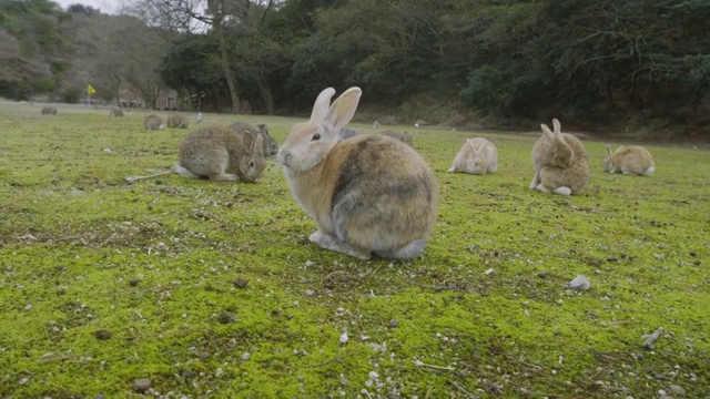 大久之岛的兔子视频素材