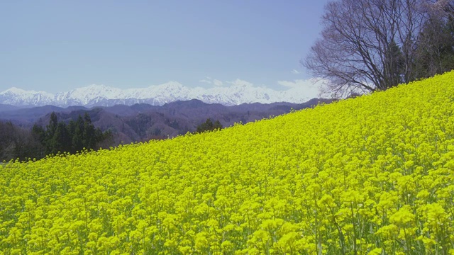 日本北部阿尔卑斯山背景下的油菜花田视频素材