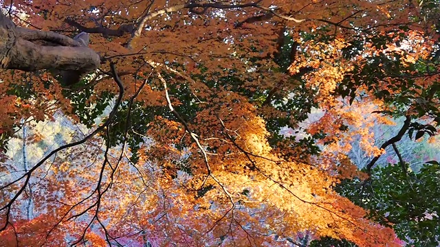 Autumn Leaves in Kyoto, Japan视频素材