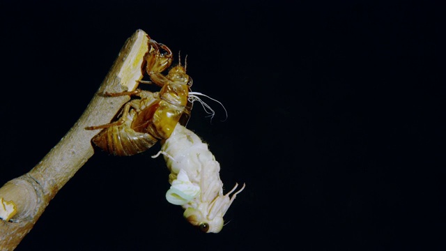 Large brown cicada emerging视频下载