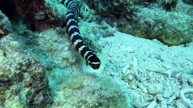 在日本冲绳石垣岛游泳的海蛇视频素材