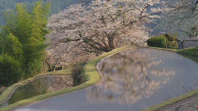 樱桃树倒映在水面上视频素材