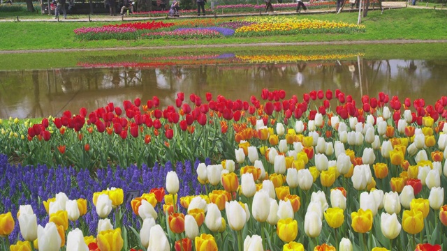 Tulip garden in Showa Memorial Park视频素材
