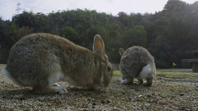 大久之岛的兔子视频素材