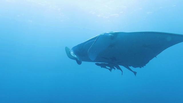 在日本冲绳石垣岛游泳的蝠鲼视频素材
