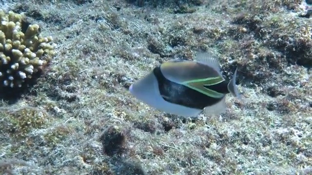 在日本冲绳石垣岛游泳的楔尾触发鱼视频素材