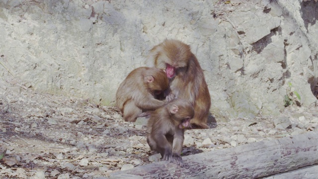 Japanese macaques in Awaji Island视频素材
