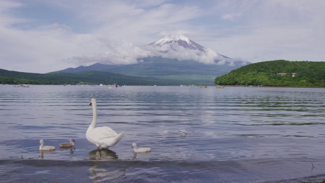 在日本山中子湖漂浮的天鹅视频素材