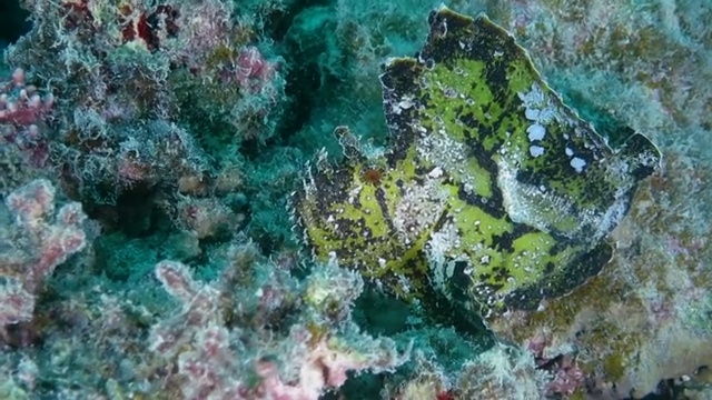 叶蝎子鱼在日本冲绳石垣岛游泳视频素材