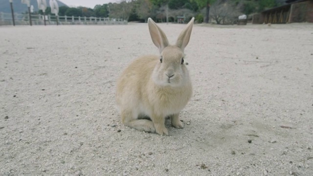 大久之岛的兔子视频下载