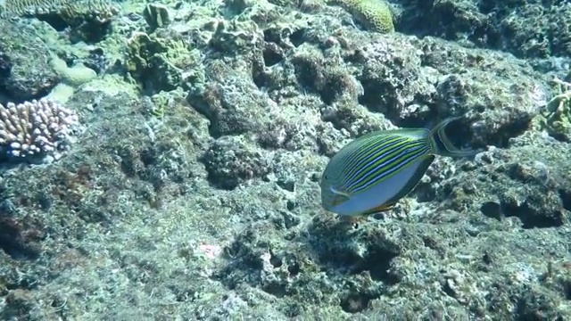 在日本冲绳石垣岛游泳的内衬刺尾鱼视频素材