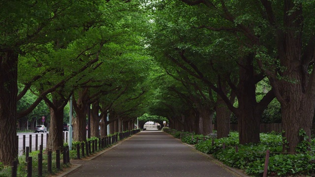 日本东京金谷园的银杏树视频下载