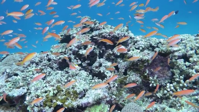 日本冲绳石垣岛的Madder searperch游泳学校视频素材