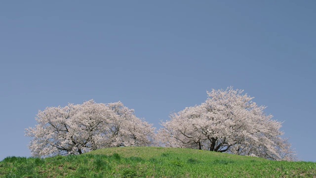 樱桃树随风摇摆视频素材