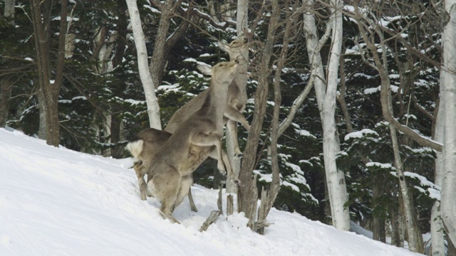 伊佐梅花鹿在冬天吃树枝视频素材