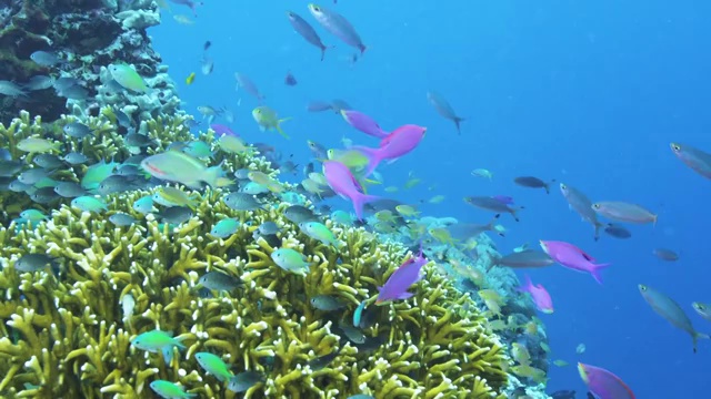菲律宾苏米伦岛的热带鱼和珊瑚礁视频素材
