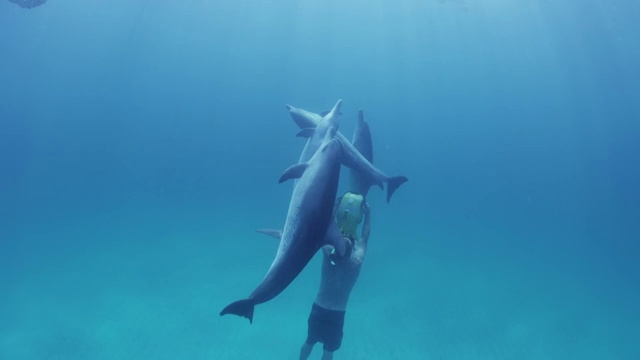 大西洋斑点海豚在巴哈马群岛游泳视频下载