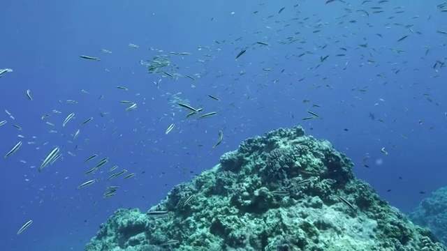 日本冲绳县久米岛产卵的濑鱼鱼群视频下载
