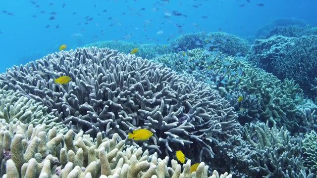 菲律宾苏米伦岛的热带鱼和珊瑚礁视频下载