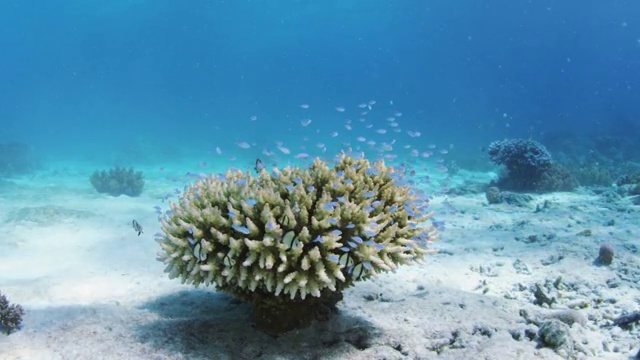 菲律宾苏米伦岛的蓝绿色珊瑚和珊瑚礁视频下载